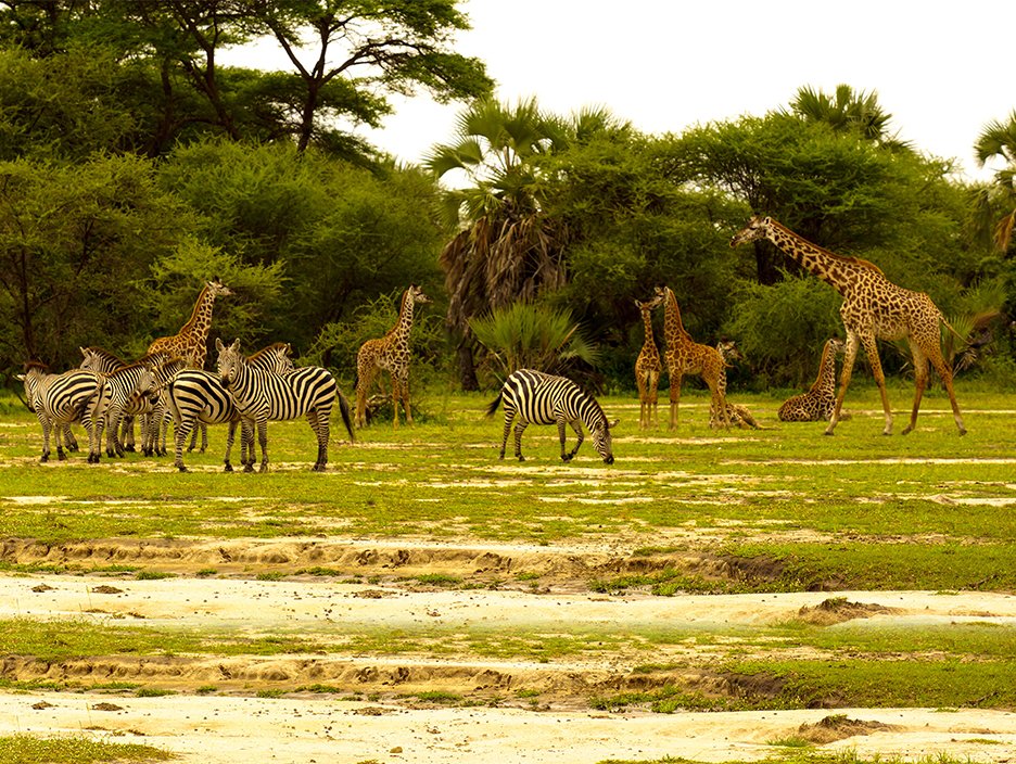 Tanzania Tour Package for Ultimate Safari Experience