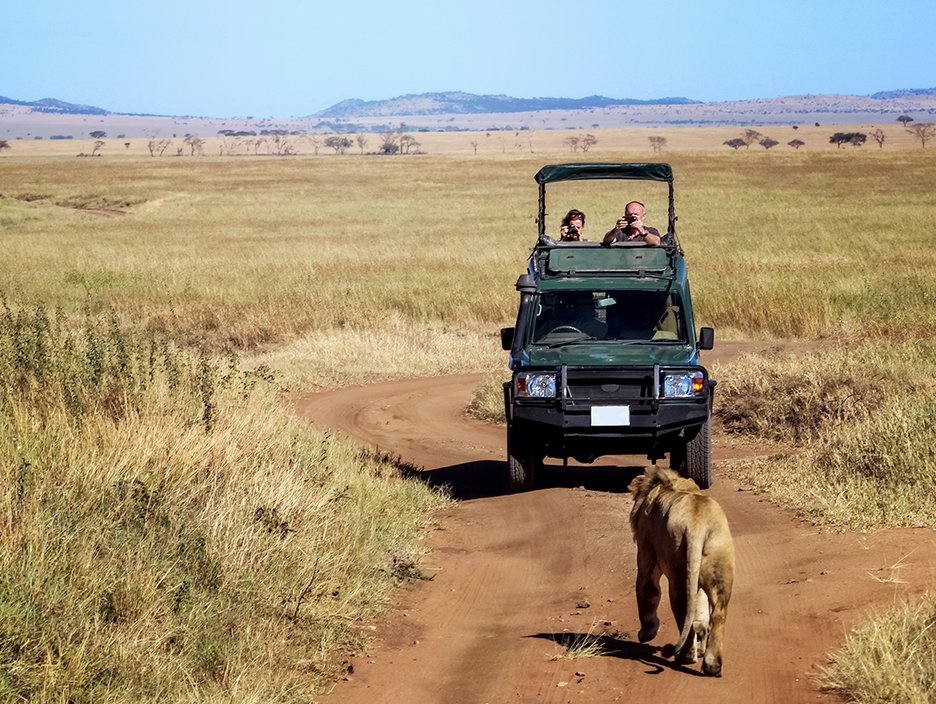 The gateway to your safari.