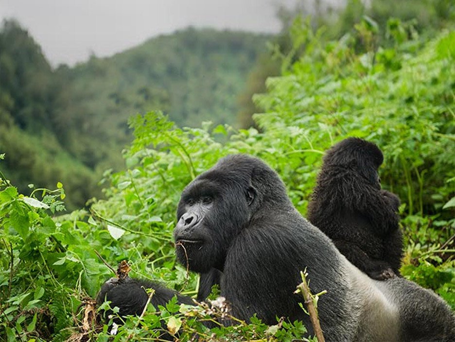 Gorilla Trekking