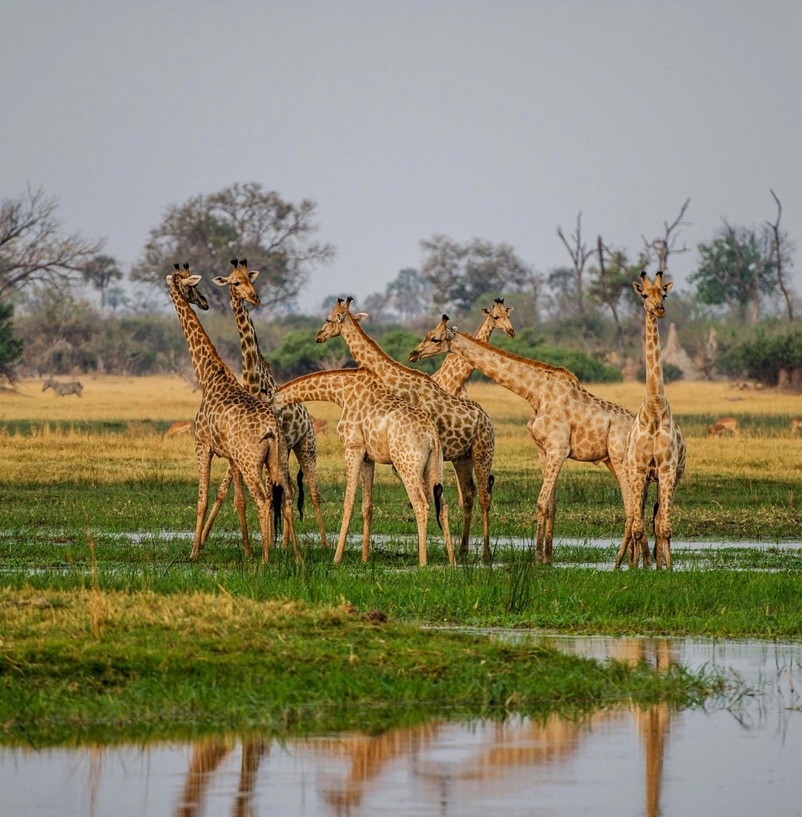 Wildlife Safari