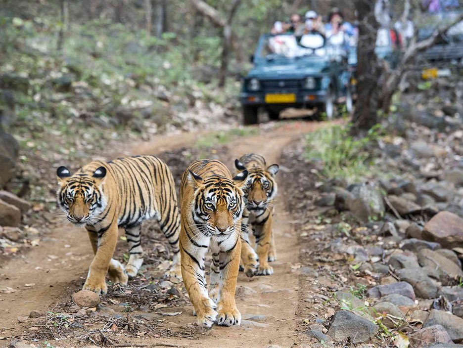 Wildlife Safari