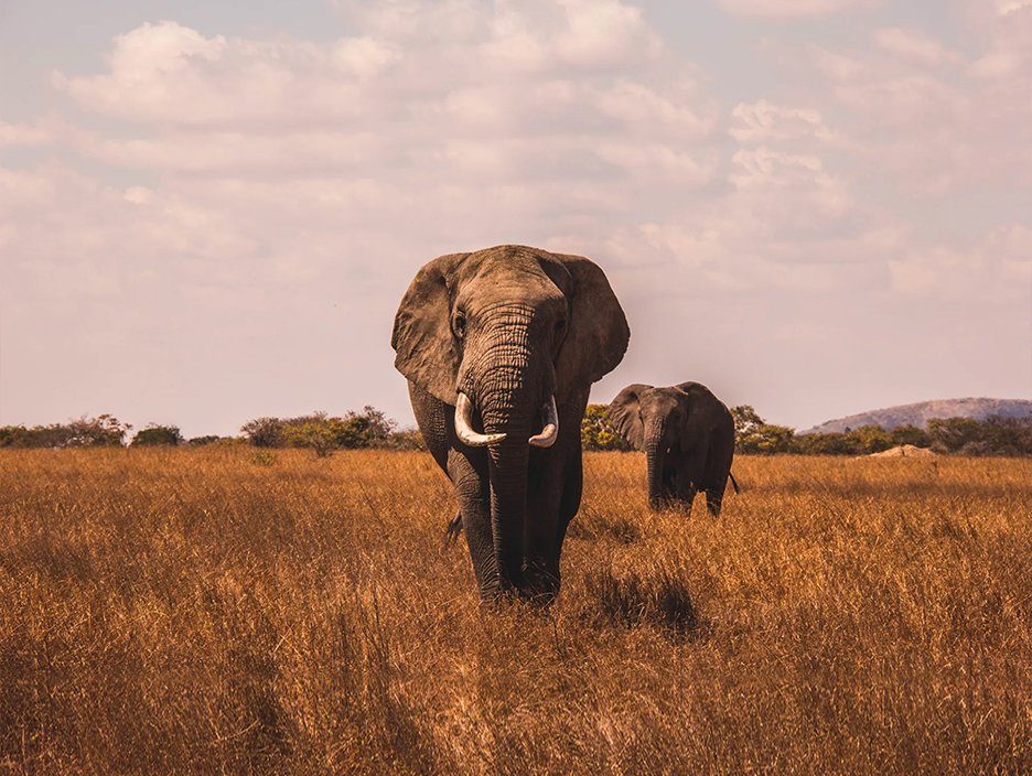Kenya Tour Package: Luxury Safaris & Iconic Wildlife 