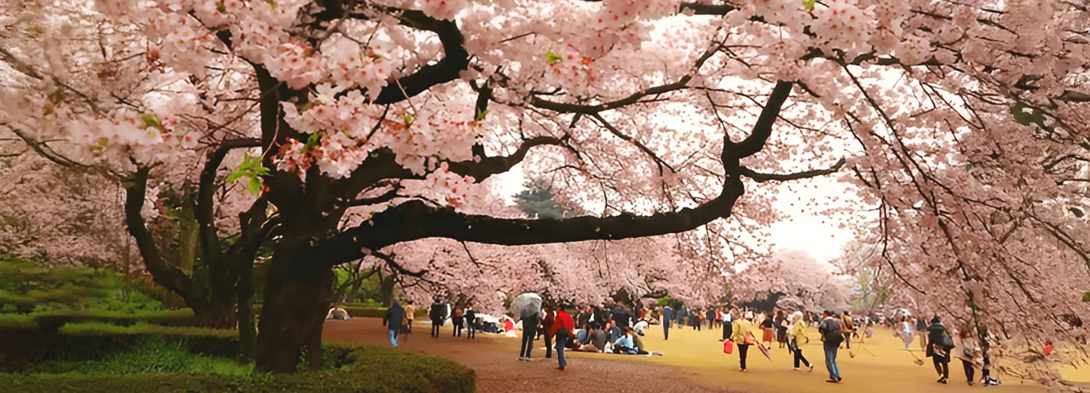 Cherry Blossom