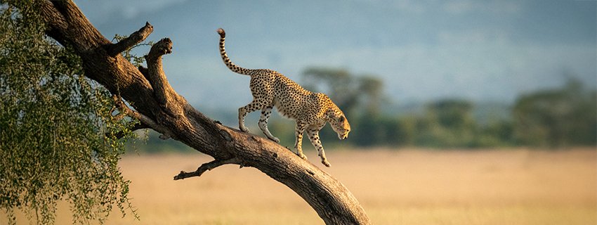 Top Places to Visit in Tanzania: Beaches, Safaris & Hidden Gems