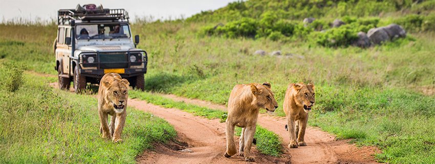 Wildlife Safari