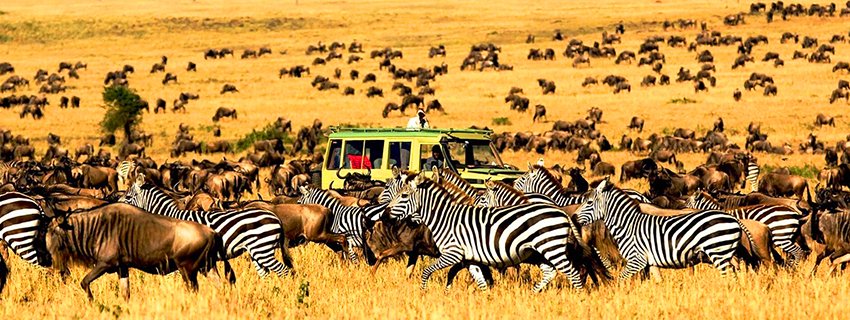 Wildebeest Migration